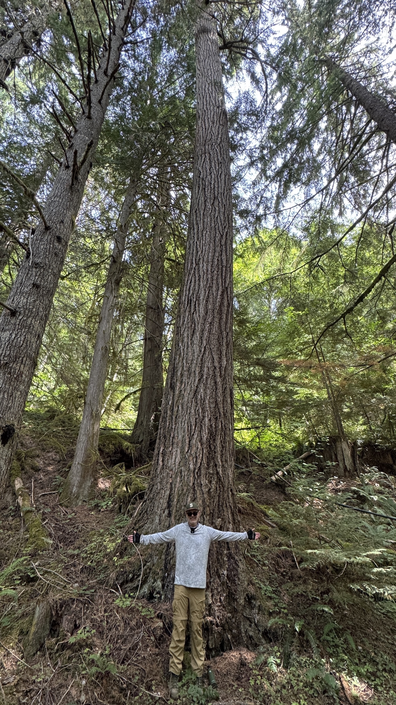 Douglas-fir for scale