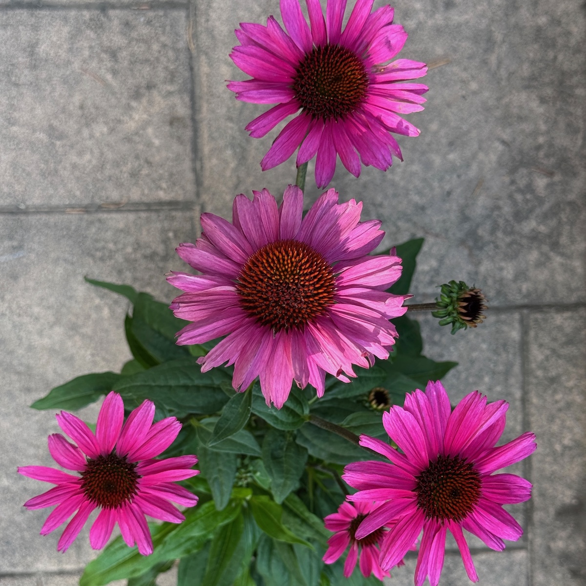 Coneflowers in a pot